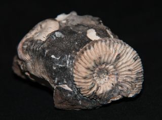 Ammonite Rare Microconch  Jurassic Callovian Fossil