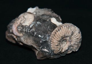 Ammonite Rare microconch  Jurassic Callovian Fossil 2