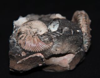 Ammonite Rare microconch  Jurassic Callovian Fossil 3