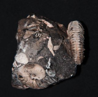 Ammonite Rare microconch  Jurassic Callovian Fossil 4