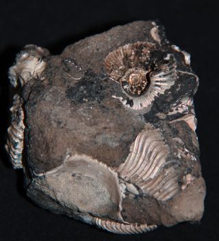 Ammonite Rare microconch  Jurassic Callovian Fossil 5