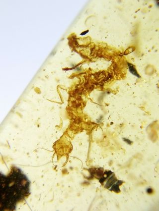 Neuroptera Nevrorthidae Larva Burmite Myanmar Amber Insect Fossil Dinosaur Age
