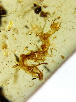 Neuroptera Nevrorthidae larva Burmite Myanmar Amber insect fossil dinosaur age 3