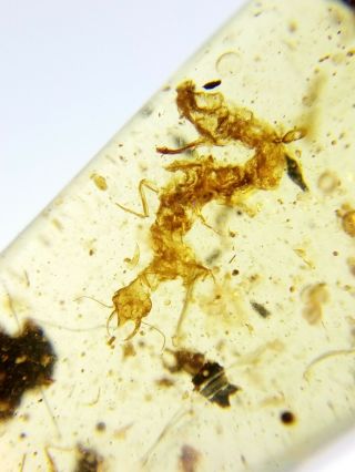 Neuroptera Nevrorthidae larva Burmite Myanmar Amber insect fossil dinosaur age 4