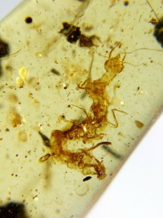 Neuroptera Nevrorthidae larva Burmite Myanmar Amber insect fossil dinosaur age 5