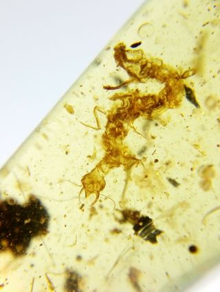 Neuroptera Nevrorthidae larva Burmite Myanmar Amber insect fossil dinosaur age 6