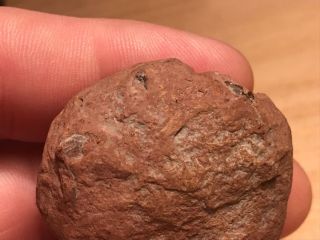 Fossil Notopocorystes Fossil Cretaceous Crab From Dallas Co.  Texas 4