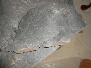 Two Fossil Fish Tails From Early Jurassic Midland Fish Bed In Virginia Blk Shale