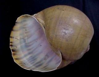 Shells Snails,  Freshwater Snail,  Conchs,  The Biggest Never See 135 Mm Amazon River