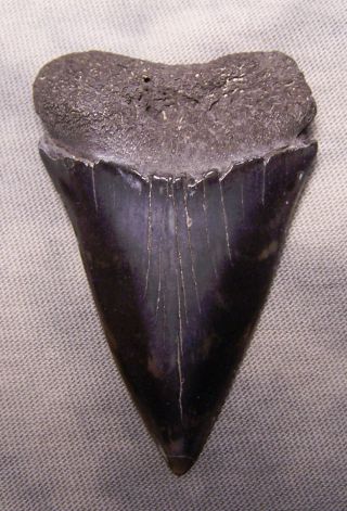 Giant 2 3/8 " Mako Shark Tooth Teeth Megalodon Fossil Jaw Scuba Diver Fishing