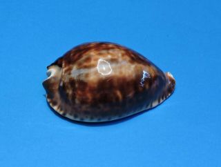 Seashell Cypraea Zoila Friendii Marina 91.  7mm (003)