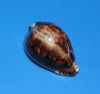 Seashell CYPRAEA ZOILA FRIENDII MARINA 91.  7mm (003) 2