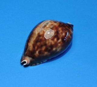Seashell CYPRAEA ZOILA FRIENDII MARINA 91.  7mm (003) 3