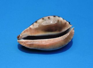 Seashell CYPRAEA ZOILA FRIENDII MARINA 91.  7mm (003) 5