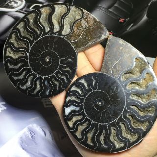 Natural Ammonite Nautilus Shell Jurrassic Fossil Specimen Madagascar 368g A11468