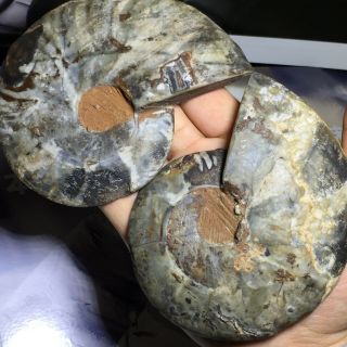 Natural Ammonite Nautilus Shell Jurrassic Fossil Specimen Madagascar 368g A11468 2