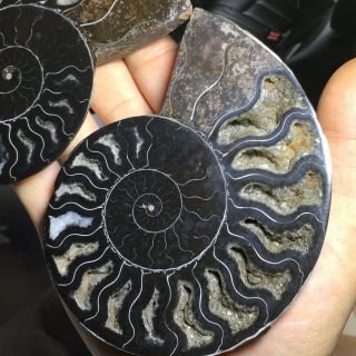 Natural Ammonite Nautilus Shell Jurrassic Fossil Specimen Madagascar 368g A11468 3