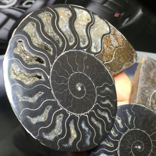 Natural Ammonite Nautilus Shell Jurrassic Fossil Specimen Madagascar 368g A11468 5