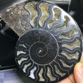 Natural Ammonite Nautilus Shell Jurrassic Fossil Specimen Madagascar 368g A11468 6