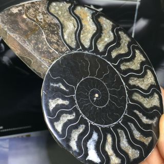 Natural Ammonite Nautilus Shell Jurrassic Fossil Specimen Madagascar 368g A11468 7