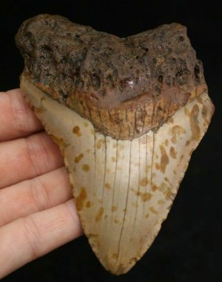 Megalodon Shark Tooth 4.  13 " Extinct Fossil Authentic Not Restored (acg2 - 3)