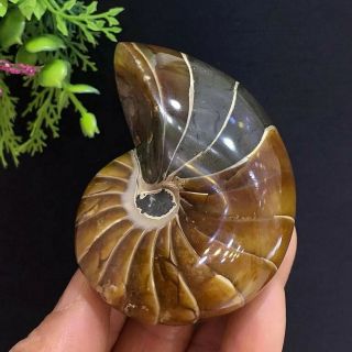 188g Natural Nautilus Ammonite Fossils Jade Shell Rough Specimen Polished