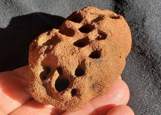 Rare Fossil Post Dinosaur Eocene Wasp Nest Uruguay