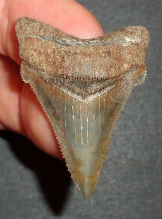 1.  626 " Angustidens Shark Tooth Fossil From South Carolina Real Sharks Tooth