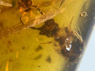 Neuroptera Psychopsidae lacewing larvae&many flies Burmite Amber insect fossil 2