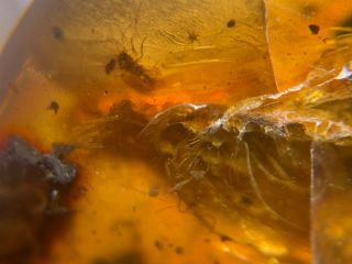 Neuroptera Psychopsidae lacewing larvae&many flies Burmite Amber insect fossil 4