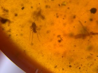 Neuroptera Psychopsidae lacewing larvae&many flies Burmite Amber insect fossil 7