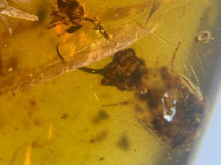 Neuroptera Psychopsidae lacewing larvae&many flies Burmite Amber insect fossil 8