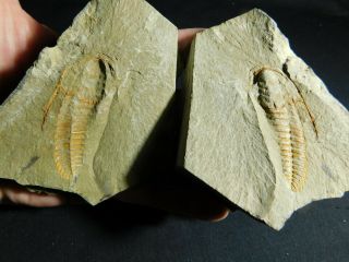 A Big 100 Natural Trilobite Fossil With Both Sides Of Matrix 644gr E E