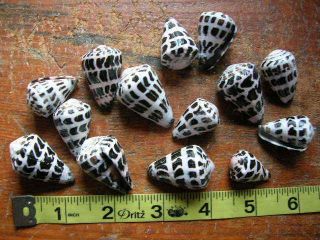 100 Hebrew Cone Shells Conus Ebraeus Seashells Shell Cones Conch Crafts Jewelry