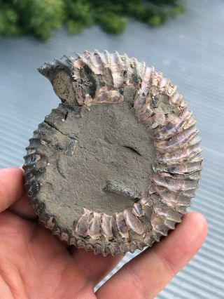 Ammonite Speetoniceras Versicolor.  Upper Jurassic,  Volga (titon) Tier