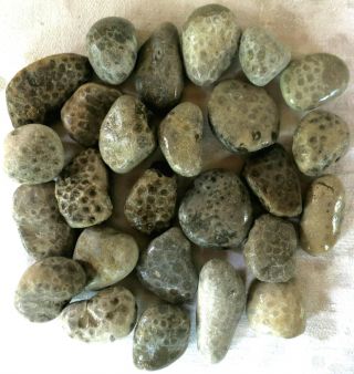 26 Unpolished Michigan Petoskey Stone - Hexagonaria - Coral Fossil - 4.  5,  Lbs