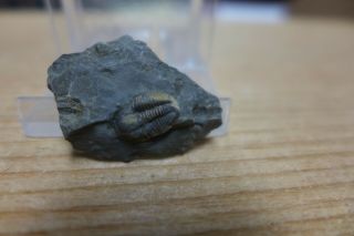 Geological Enterprises Middle Cambrian Trilobite,  Ehmania Gallatinensis Montana