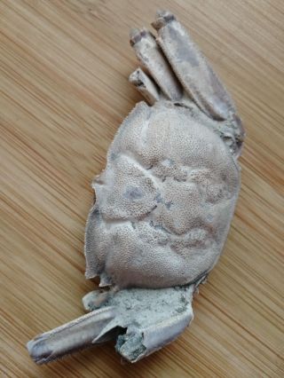 Rare Preciou Crab Fossil Specimen Madagascar Ae75