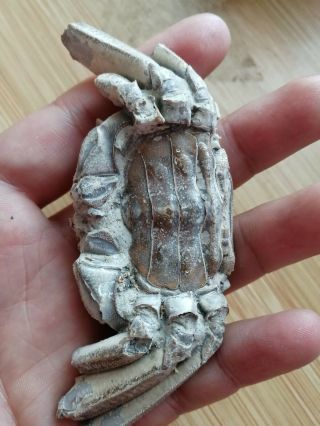 Rare preciou Crab Fossil specimen Madagascar AE75 2