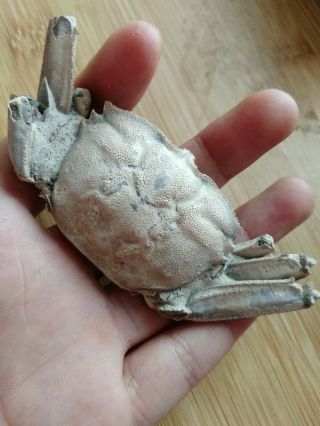 Rare preciou Crab Fossil specimen Madagascar AE75 3