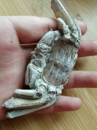 Rare preciou Crab Fossil specimen Madagascar AE75 5