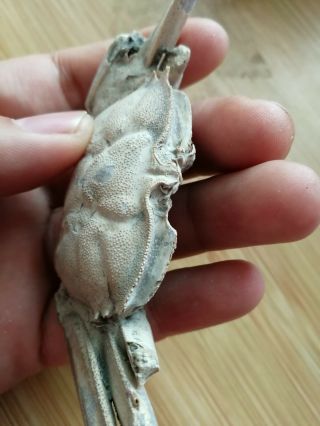Rare preciou Crab Fossil specimen Madagascar AE75 6
