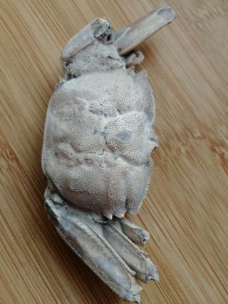 Rare preciou Crab Fossil specimen Madagascar AE75 7