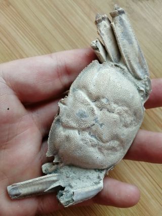 Rare preciou Crab Fossil specimen Madagascar AE75 8