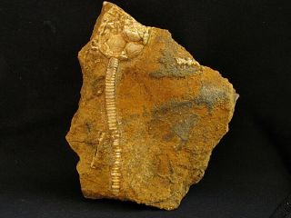 Fossil Carboniferous Crinoids