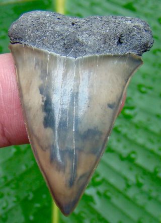 Mako Shark Tooth - 1 & 3/4 In.  Real Fossil Sharks Teeth - Jaw