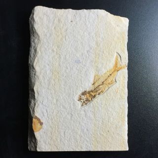 Rare Amphiplaga Fossil Fish Green River Formation Wyoming Aka Trout - Perch