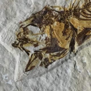 RARE Amphiplaga Fossil Fish Green River Formation Wyoming AKA Trout - Perch 2