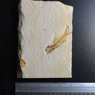 RARE Amphiplaga Fossil Fish Green River Formation Wyoming AKA Trout - Perch 4