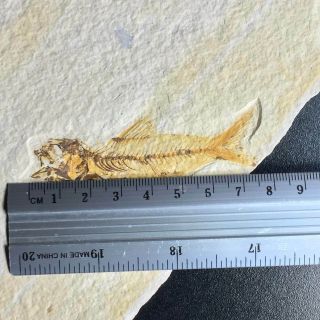 RARE Amphiplaga Fossil Fish Green River Formation Wyoming AKA Trout - Perch 5